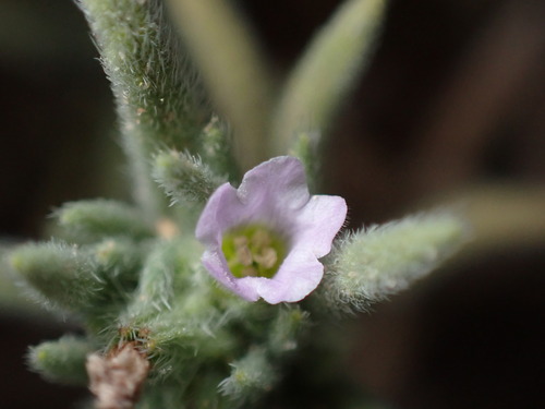 Image of Nama retrorsa by (c) Jared Shorma, some rights reserved (CC BY)