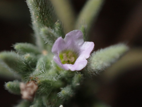 Image of Nama retrorsa by (c) Jared Shorma, some rights reserved (CC BY)