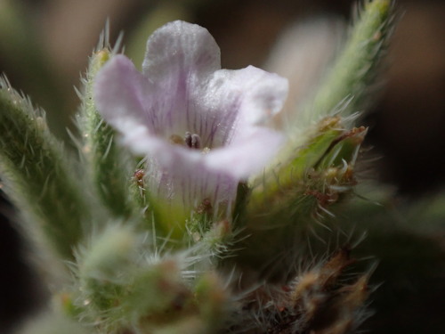 Image of Nama retrorsa by (c) Jared Shorma, some rights reserved (CC BY)