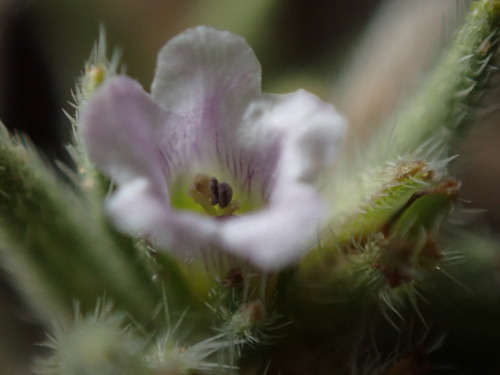 Betatakin Fiddleleaf (Nama retrorsa)