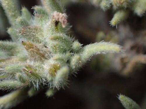 Image of Nama retrorsa by (c) Jared Shorma, some rights reserved (CC BY)