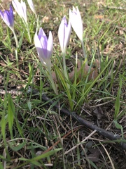 Crocus tommasinianus