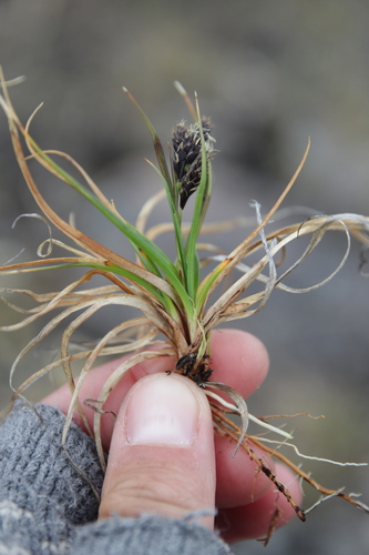 Carex misandra iNat (1)