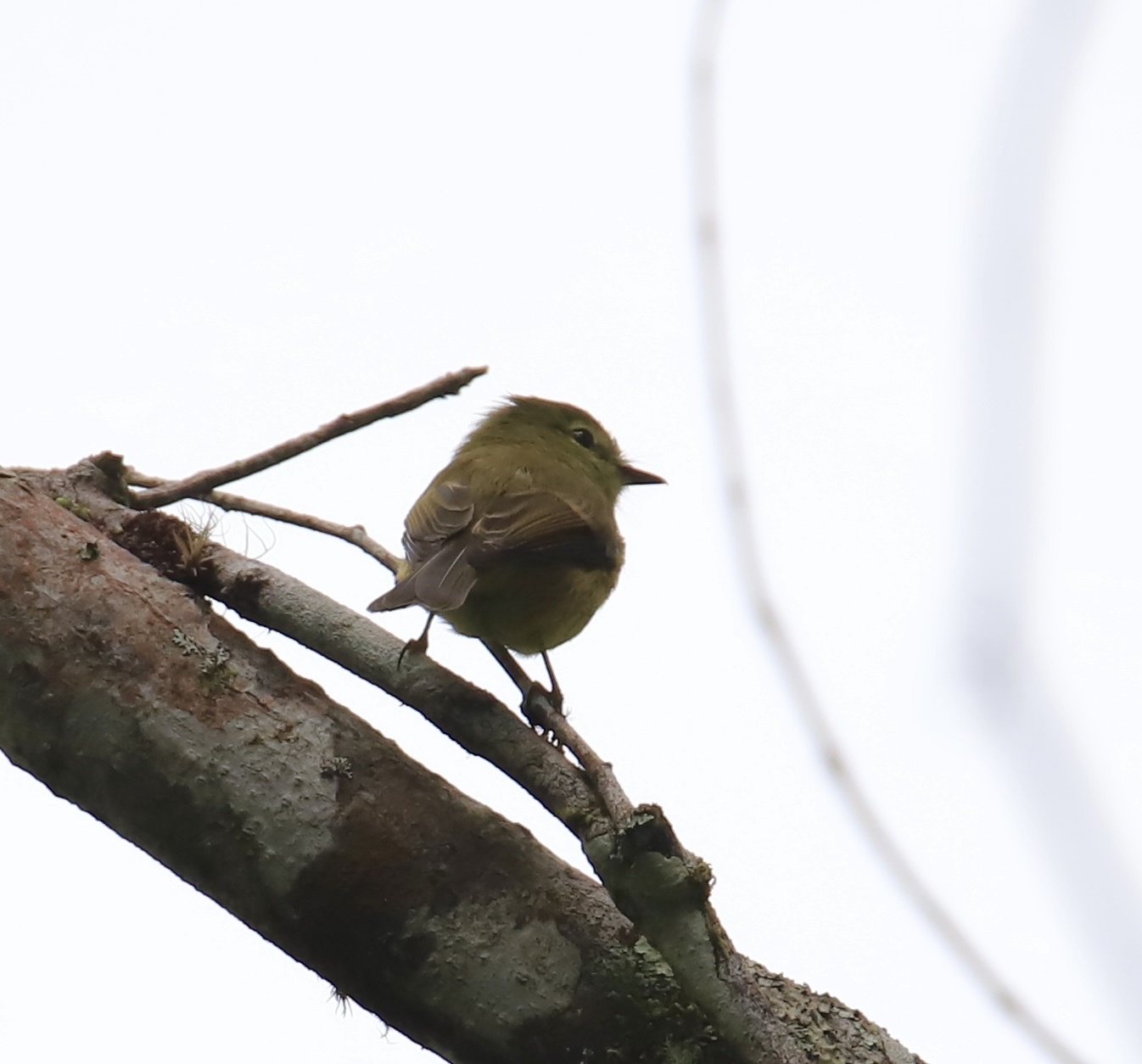 Flavescent Flycatcher (Myiophobus flavicans), photo 5