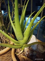 Aloe vera