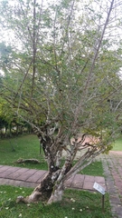 Parmentiera cereifera