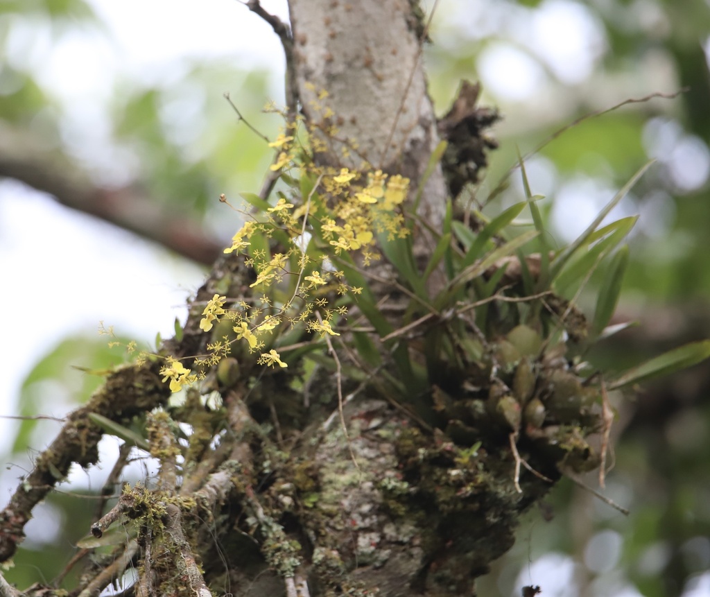 Oncidium abortivum