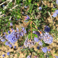 Ceanothus dentatus