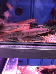 Channa marulioides
