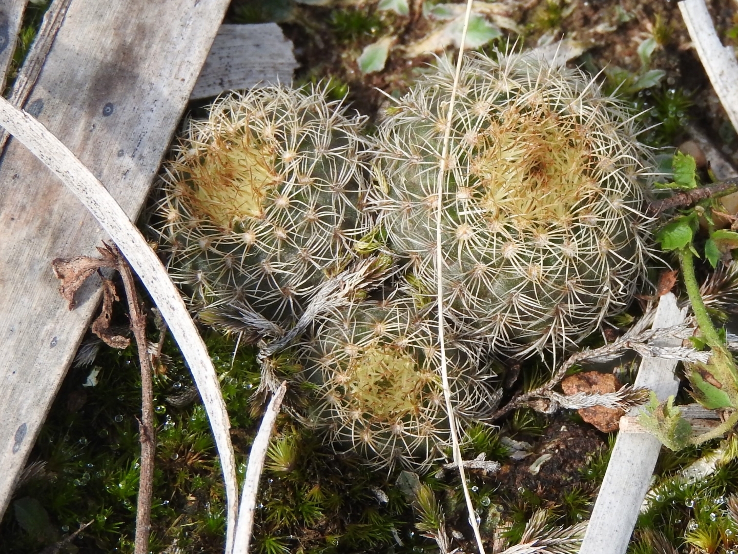 Imagem de Cacto-fraileia