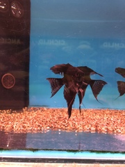 Pterophyllum scalare