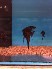 Pterophyllum scalare