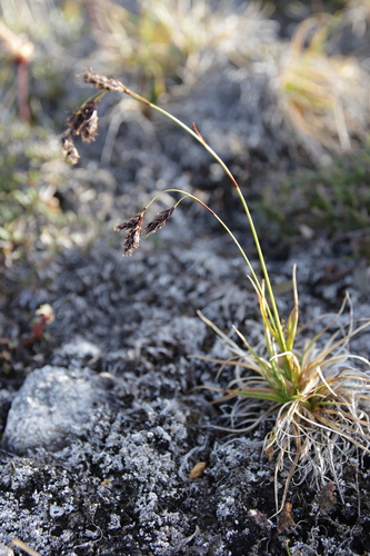 Carex fuliginosa