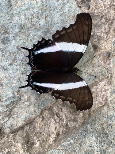 Broad-banded Page