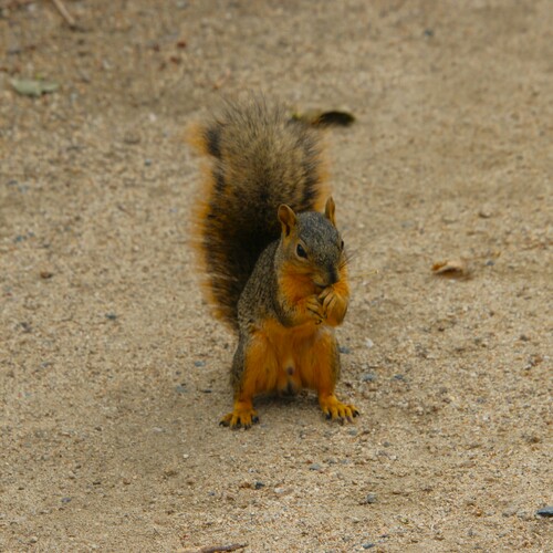 iNaturalist observation photo of Eastern Fox Squirrel