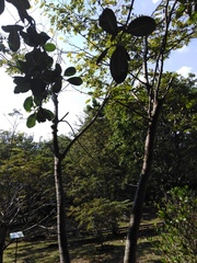 Brownea grandiceps