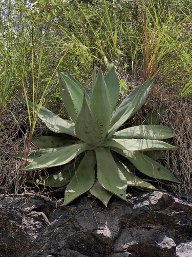 Agave seemanniana