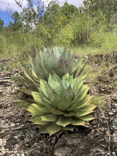 Agave seemanniana
