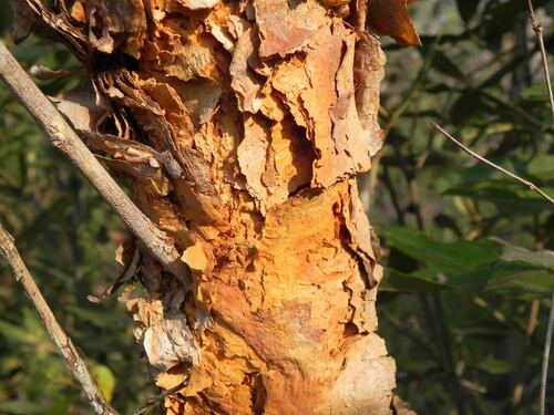 Image of Lafoensia pacari by (c) Thomaz Ricardo Favreto Sinani, some rights reserved (CC BY)