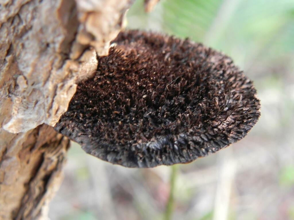 Hexagonia hydnoides · September 2013 · photo: © trfsinani (iNaturalist, cc-by)