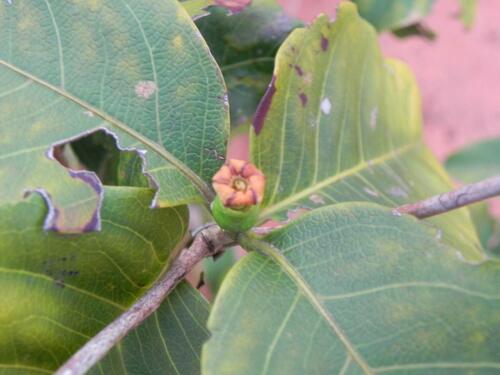 Image of Cordiera Elliptica (Cordiera elliptica) by (c) Thomaz Ricardo Favreto Sinani, some rights reserved (CC BY)