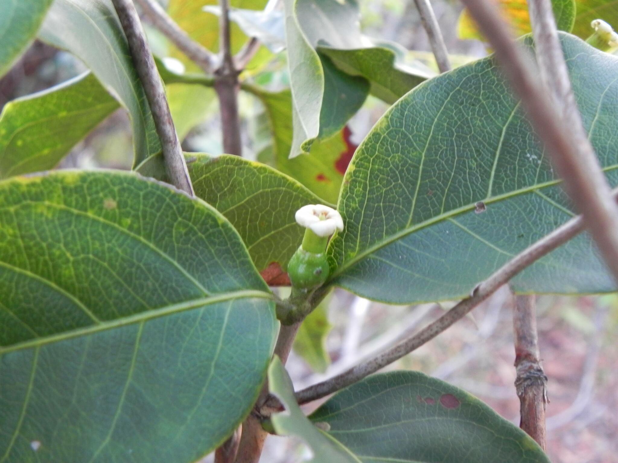 Cordiera elliptica
