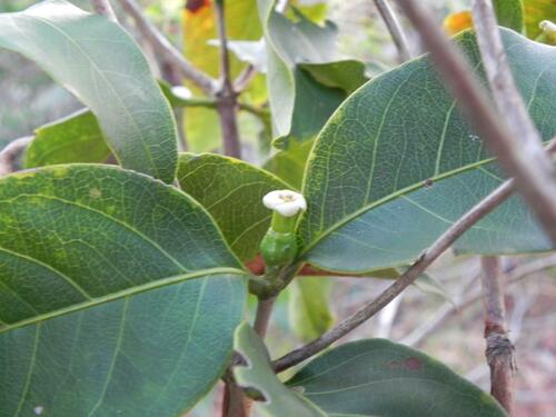 Image of Cordiera Elliptica (Cordiera elliptica) by (c) Thomaz Ricardo Favreto Sinani, some rights reserved (CC BY)