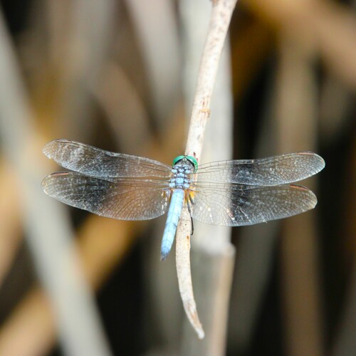 iNaturalist observation photo of Blue Dasher