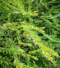 Phyllanthus myrtifolius