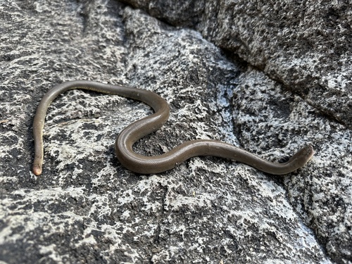 iNaturalist observation photo of Northern Rubber Boa