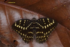 Lexias canescens pardalina