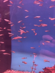 Tanichthys albonubes