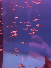 Tanichthys albonubes