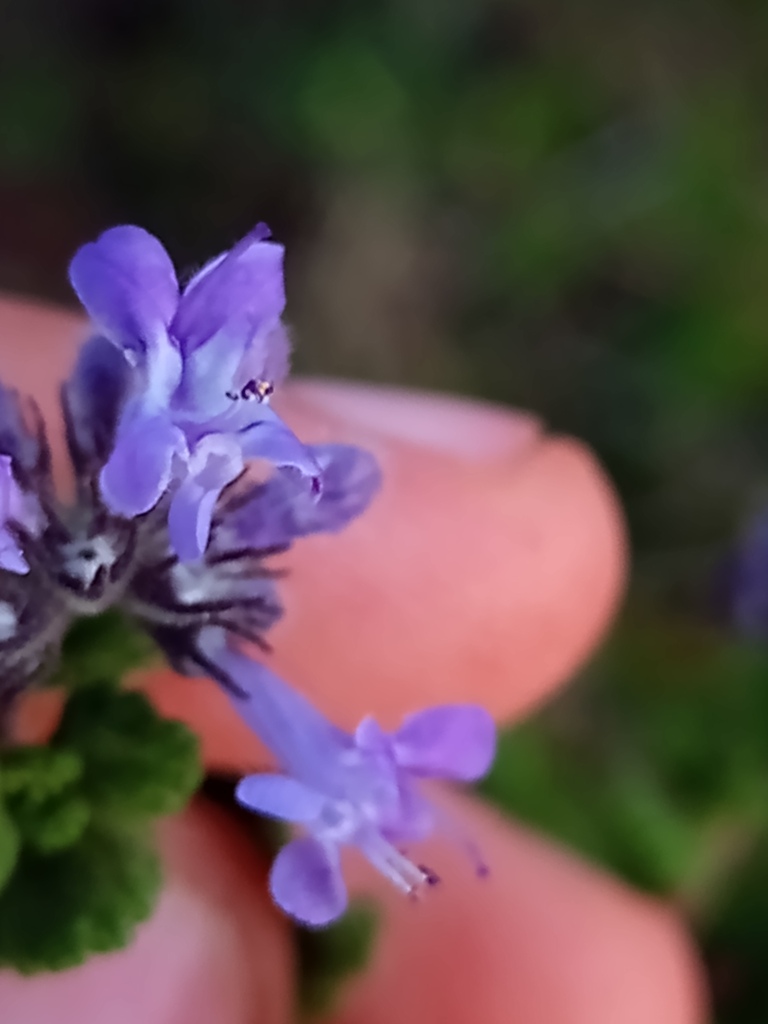 Eplingiella fruticosa