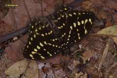 Lexias canescens pardalina