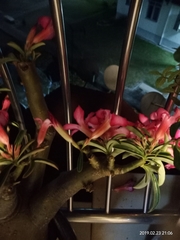 Adenium