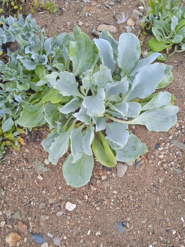 Image of Mertensia simplicissima by no rights reserved
