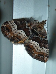 Chrysolarentia lucidulata