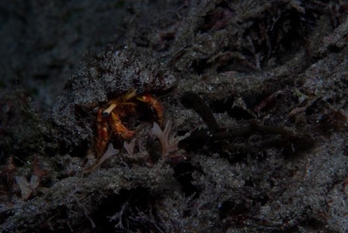 Dardanus balhibuon