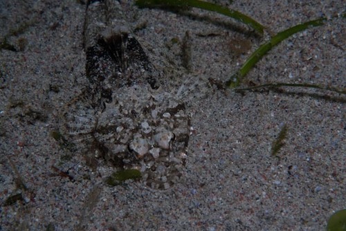 Sunagocia arenicola