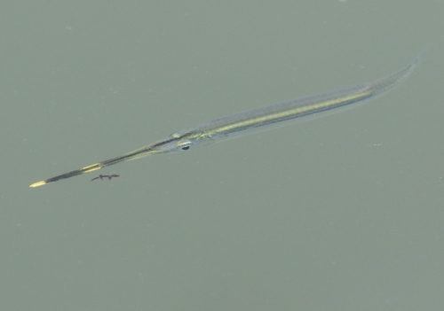 Estuarium-halfsnavel (Zenarchopterus ectuntio) — Zenarchopteridae — 2