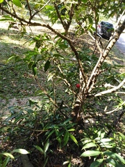 Phaleria macrocarpa