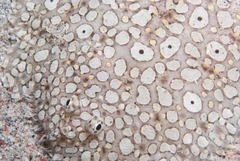 Pardachirus pavoninus