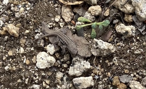 iNaturalist observation photo of Common Sagebrush Lizard