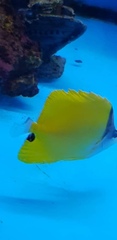 Forcipiger