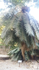 Cycas rumphii