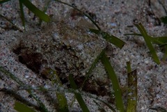 Calappa gallus