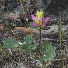 Lupinus stiversii