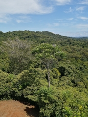 Jacaranda copaia image