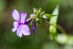 Phlox divaricata laphamii